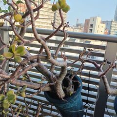 かねのなる木3の画像