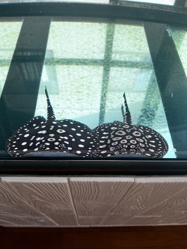 品川ダイヤモンドポルカ　ペアー