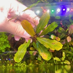 【12株セット】ブセファランドラ sp. シンタン系？ 水中葉 ラメありの画像