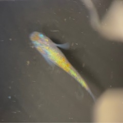【勝運メダカ】月華 稚魚の画像