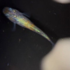 【勝運メダカ】月華 稚魚の画像
