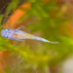 【勝運メダカ】月華 稚魚の画像