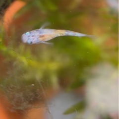 【勝運メダカ】月華 稚魚の画像