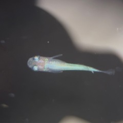 【勝運メダカ】黄金百式 稚魚の画像