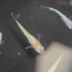 【勝運メダカ】黄金百式 稚魚の画像