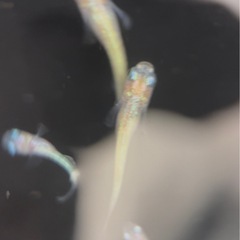 【勝運メダカ】黄金百式 稚魚の画像