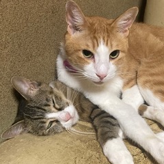 🆘お悩み事解決します😃 - 市原市