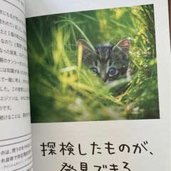 人生はもっとニャンとかなる！の画像
