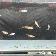 メダカ 三毛猫鰭長 15匹？選別漏れの画像