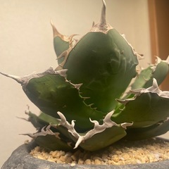 特選！！アガベ　姫厳竜の画像
