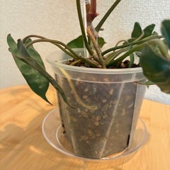 フィロデンドロン ビレッティア 観葉植物の画像