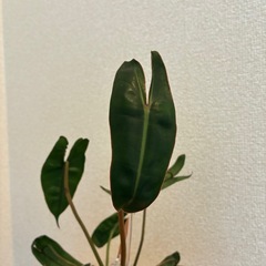 フィロデンドロン ビレッティア 観葉植物の画像
