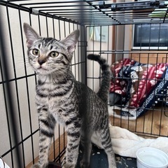 キジトラ　元気です。