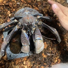 ヤシガニ　オスの画像
