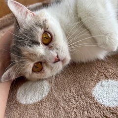 🐱里親募集🐱ミヌエット3歳女の子