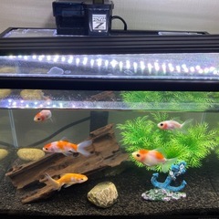 水槽セット　金魚5匹　川魚＋メダカ　ライト　フィルター　流木等　写真内全てセットの画像