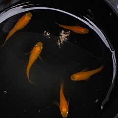 メダカ 紅帝ヒレ長 5匹の画像