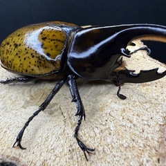 マヤシロカブト (GOLDヘッド) 86.8mm ♂単品の画像