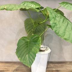 ウンベラータ　70cmの画像