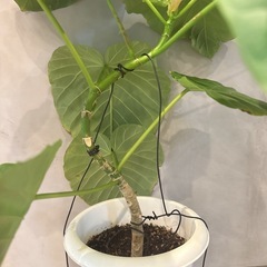 ウンベラータ　70cmの画像
