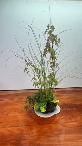 No.9 山もみじと山野草の寄せ植え盆栽