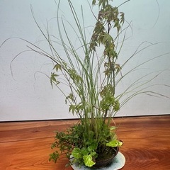 No.9 山もみじと山野草の寄せ植え盆栽の画像