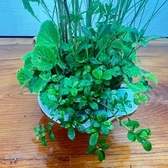 No.9 山もみじと山野草の寄せ植え盆栽の画像