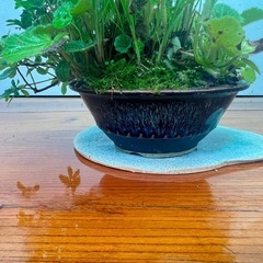 No.9 山もみじと山野草の寄せ植え盆栽の画像