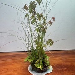 No.9 山もみじと山野草の寄せ植え盆栽の画像