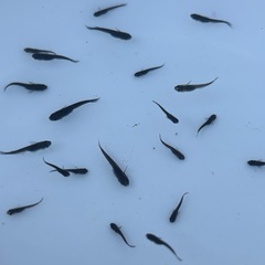 メダカ　サタン　稚魚〜若魚　④                      30匹＋αの画像