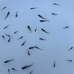 メダカ　サタン　稚魚〜若魚　④                      30匹＋αの画像