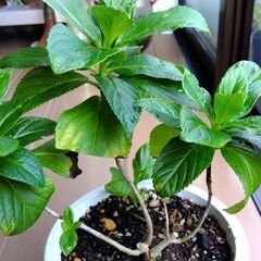 アジサイ鉢植えの画像