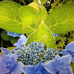 アジサイ鉢植えの画像