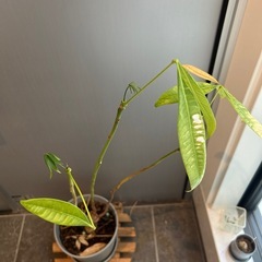 パキラ　観葉植物の画像