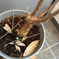 パキラ　観葉植物の画像