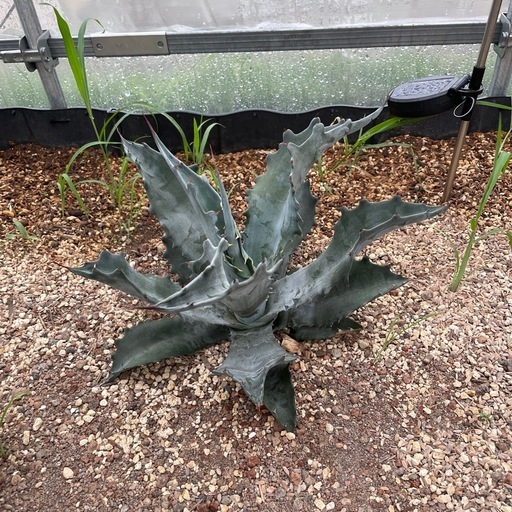 アガベ　ファンキートゥース