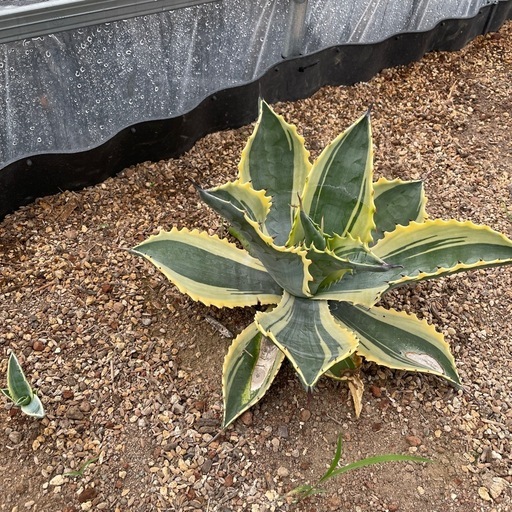 アガベ　リップルエフェクト