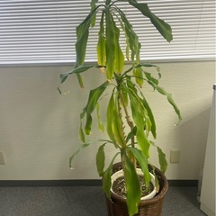 観葉植物です🪴の画像