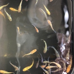 ユリシスめだかの画像