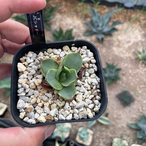 84、85、JCシャドー　アガベ　パリー　ジャックポット　トランカータ 84、85、JCシャドー アガベ パリー ジャックポット トランカータ