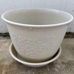 鉢植えの画像