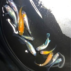 mixメダカ📀ほぼ成魚10+α【計11匹 】の画像