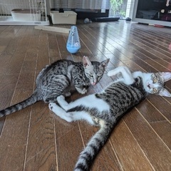 クールなら可愛い仔猫達