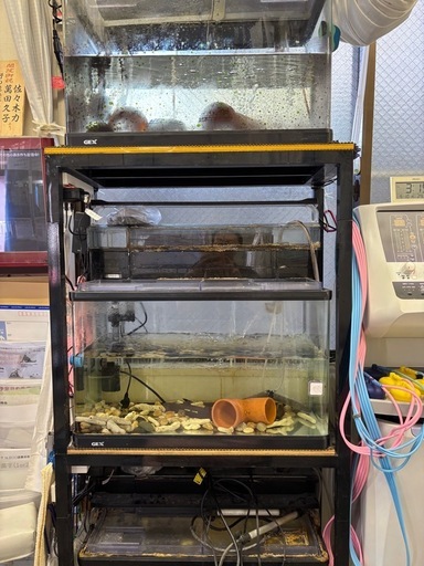 GEX60㎝レギュラー水槽3台&3台を乗せる特注水槽台を5000円でおゆずりします！