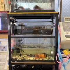 GEX60㎝レギュラー水槽3台&3台を乗せる特注水槽台を5000円でおゆずりします！の画像