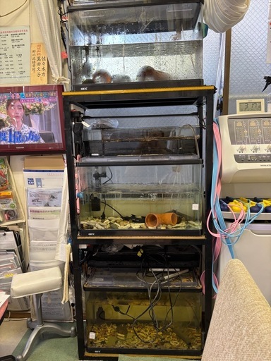 GEX60㎝レギュラー水槽3台&3台を乗せる特注水槽台を5000円でおゆずりします！