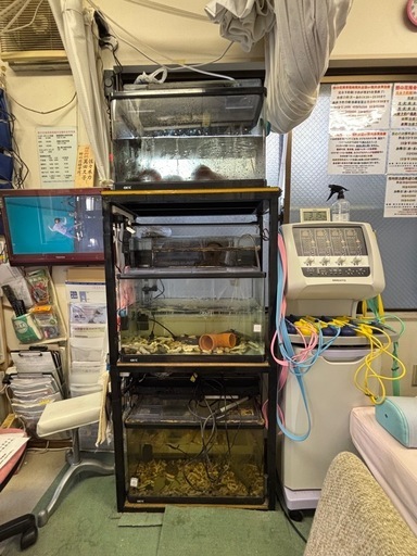 GEX60㎝レギュラー水槽3台&3台を乗せる特注水槽台を5000円でおゆずりします！