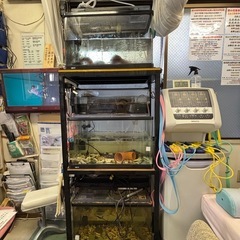 GEX60㎝レギュラー水槽3台&3台を乗せる特注水槽台を5000円でおゆずりします！の画像