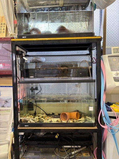 GEX60㎝レギュラー水槽3台&3台を乗せる特注水槽台を5000円でおゆずりします！