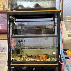 GEX60㎝レギュラー水槽3台&3台を乗せる特注水槽台を5000円でおゆずりします！の画像
